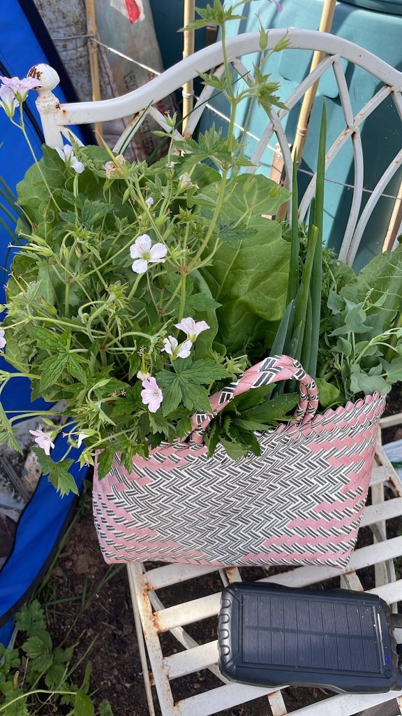 The Soup Kitchen Ludlow, Ludlow good food movement, raw food, organic food Ludlow, Ludlow food, food medicine, conscious food